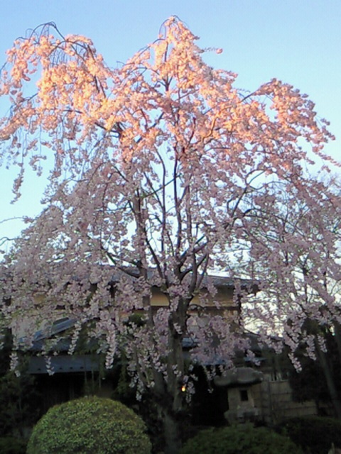 haruka-nature:  Shidare Sakura, Shinjyuku Tokyo Sunset