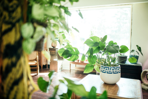 teapalm: photographing @exwhale‘s plant heaven ~ So proud and in love with my plant family 