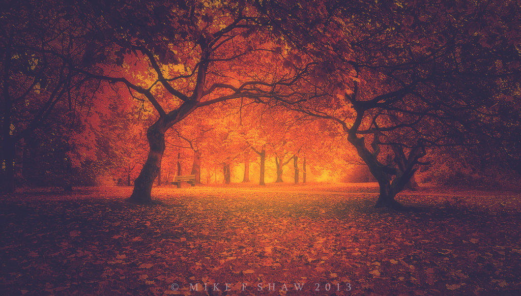 dailyautumn:  I Waited by ~MikeShawPhotography