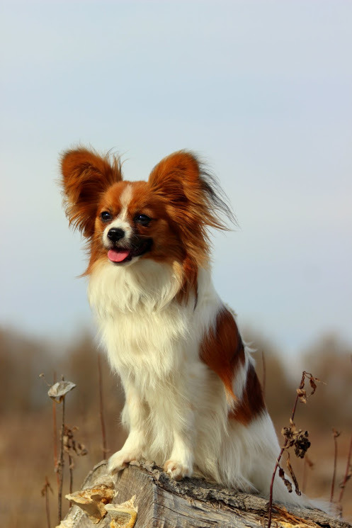 snootastic:  dogs-on-logs:  kidhedera:  marauders4evr:  marauders4evr:  You’ve
