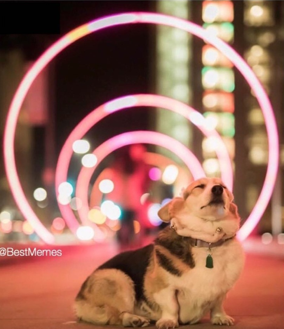 dawwwwfactory:  God bless whoever took this picture! Click here for more adorable