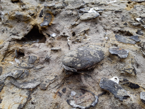 Ancient sea bottom exposed along a modern seaside rocky platform. This immense amount of fossilized 