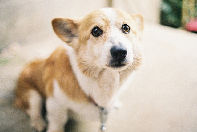 aqu3ous:  preteritus:  久しぶりのカメラ目線 by choc0_moc0_late on Flickr.