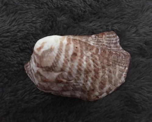 Arca Zebra (Turkey Wing Clam)