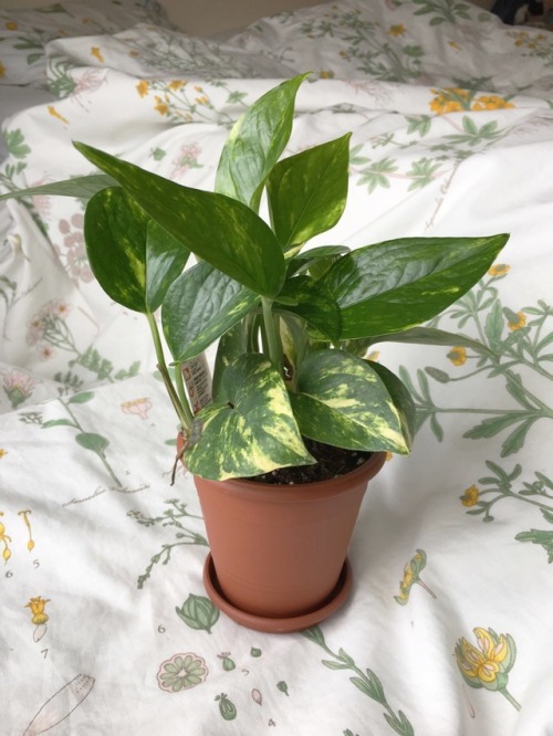 peachygoghh:Thrift shop finds and a new plant! ig: peachy_gogh