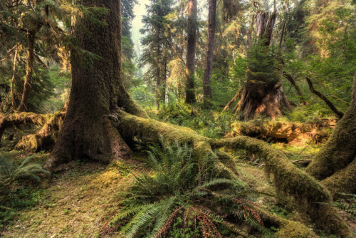 Dense overgrowth inside of the Hoh Rain Forest, Olympic National Park, WA [2500x1667] [OC] ✈