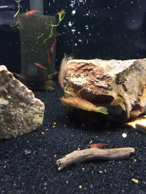 thesecretlifeofshrimp:Some pics from Pacific Aquarium and Plant Inc, in chinatown in NYC that I took