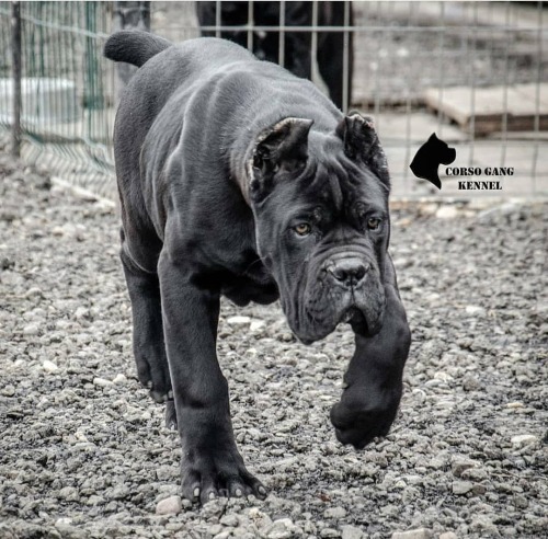  . . . . ____________________________________ #canecorsoclub #canecorsolove #canecorsobeautifuldog #