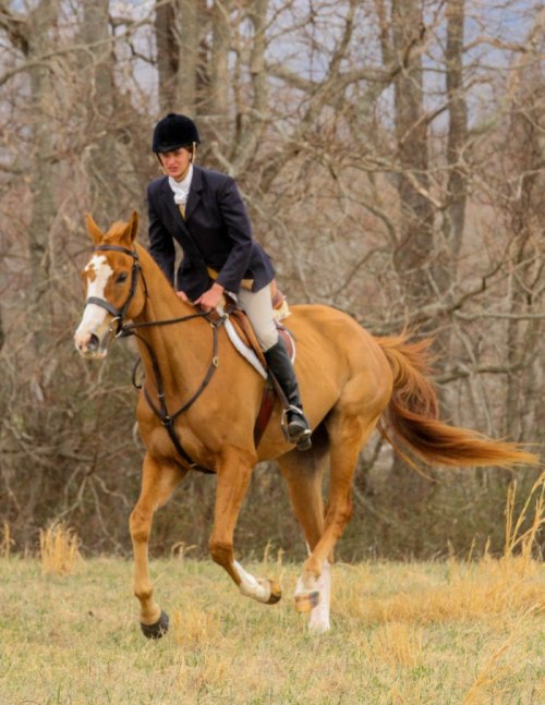 all-the-horses:YoumightbearedneckLion Tamer x As We SingThoroughbred, Gelding17.1hhBorn 2011I need t