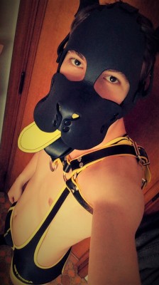 pupboo:  Got some new gear! Woof!  
