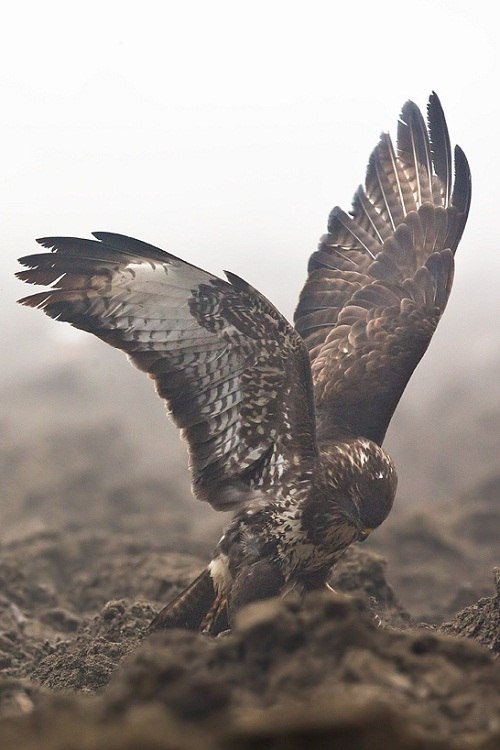 kinspirational:  bird wing references sources 1 - 2 - 3 - 4 - 5 - 6 - 7 - 8 - 9 - 10 