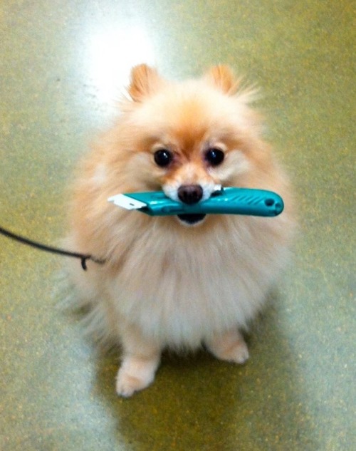 dogsingames: barawerewolff: going-under-the-lavender-sk: Dogs with knives master post ok but Dangero