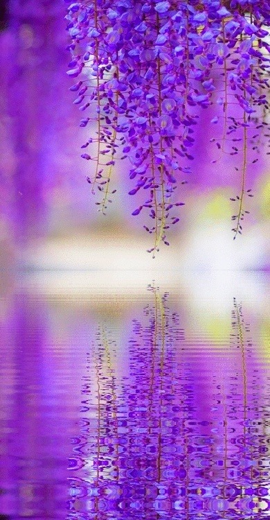 Wistful wisteria