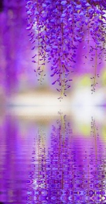 Wistful wisteria