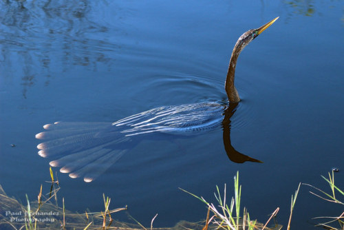 ainawgsd:The anhinga (Anhinga anhinga), sometimes called snakebird, darter, American darter, or wate