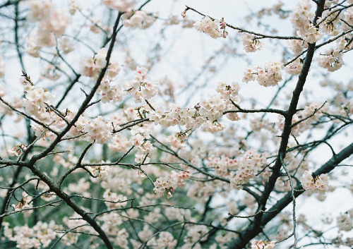 今年は、れおあんと一緒に桜写真撮れなかったな。