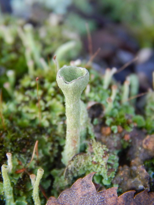 natureinsight: Cladonia spp., torvijäkälä