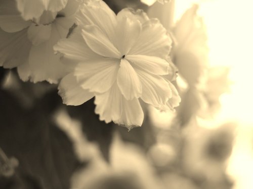 myefzl:  color me…#bw #flowers #colors #oldlens #m43 #takumar #picplzfriends(from @myefzl on Streamzoo) 
