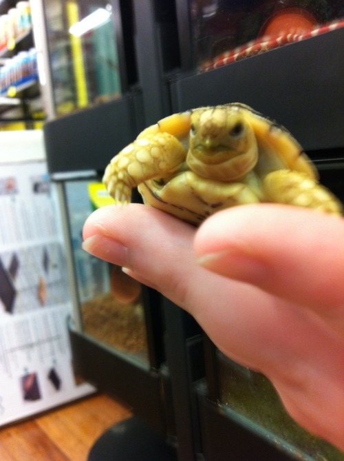 rate-my-reptile:superhighschoolleveluguu:He was trying to escape, until I shoved my camera in his fa