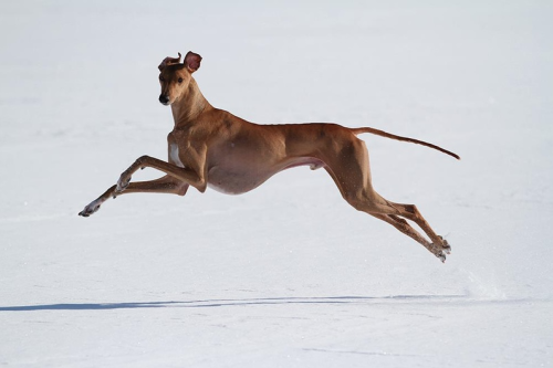 hounddogsrunning:  Yosal! 