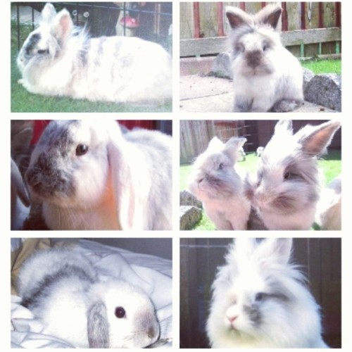 Little collage I put together. #Cute #Cutie #Pretty #Sweet #Sweetie #Bunnies #Bunny #Rabbit #Rabbits