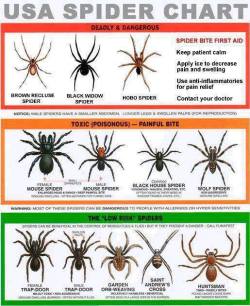 phroyd:  Know Your Spiders! (Save For Spring)