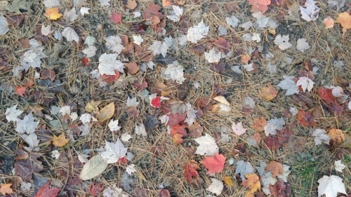 Leaves and pine needles littering out campsite