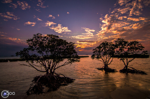 Mangrove Silhouette by FePhotoworkII Mangrove Silhouette by…
Mangrove Silhouette by FePhotoworkII Mangrove Silhouette by…