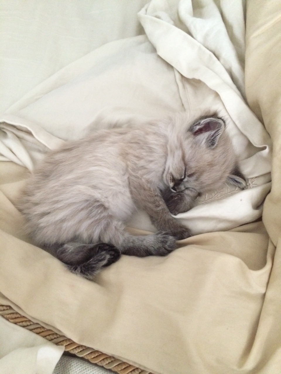 fineapplepizza:  she smol