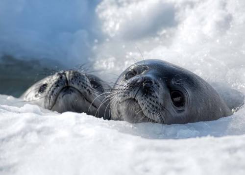 The Weddell SealWeddell Seals are true seals, belonging to the group known as Phocidae. They are the