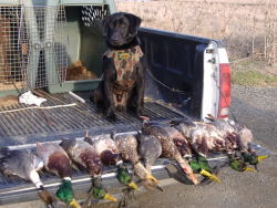 Gentleman Bobwhite