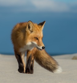 beautiful-wildlife:Beach patrol by Khurram