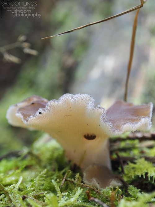 Pseudohydnum gelatosum, as I found out via somebody’s tags in the reblogs - thanks! 