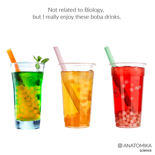 arsanatomica: I’m not sure if these drinks exist in other parts of the world, but they are pretty co