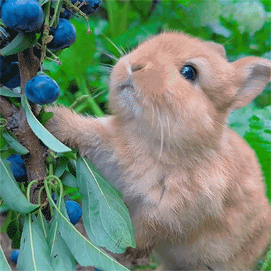 Oh To Be A Rabbit Eating Blueberries