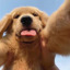 puppypixels