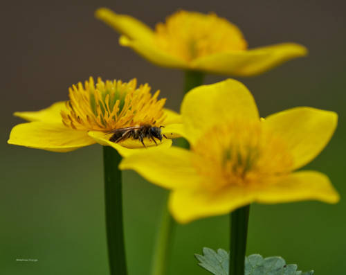 The beauty of the marsh marigold