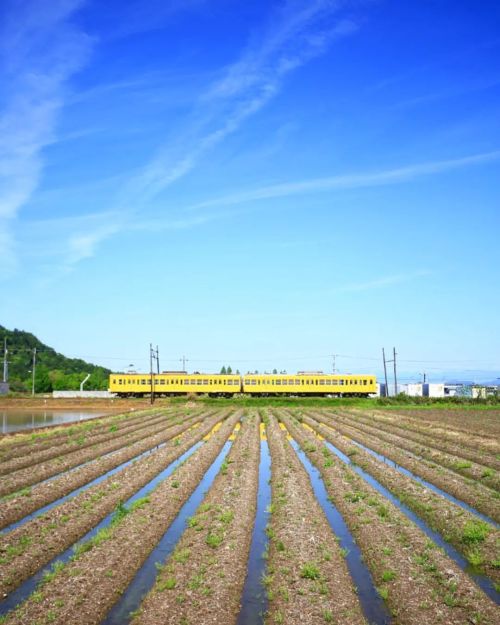 【滋賀県】田んぼっぽい畑❓️ . 畑っぽい田んぼ❓️ . と、近江鉄道 . （2022/05/02撮影） . #東近江市 #近江鉄道 #近江鉄道沿線 #ガチャコン #畑 #田んぼ #鉄道写真 #鉄道の