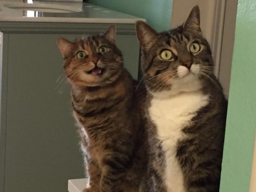 julaerenee:Rue and Hobbes, my daughter’s photogenic (and hungry) cats