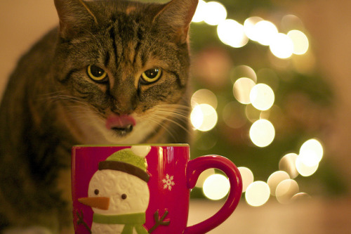 Egg Nog Thief (by Seth Patterson Photography)