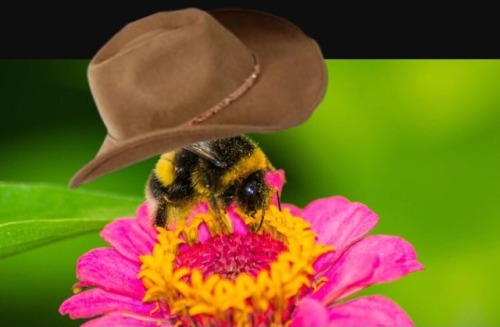 alphysishere:what in caffeinated pollination