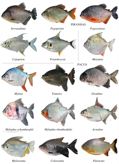 Wonderful photo spread of piranhas and pacus (Serrasalmidae). I&rsquo;ve used the genome of the red-