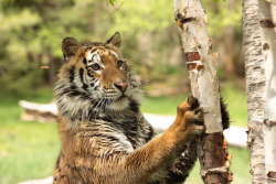 alltiger:  Standing against a tree (by USMC68)