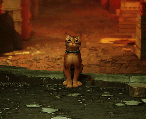 gamingcreatures:STRAY 