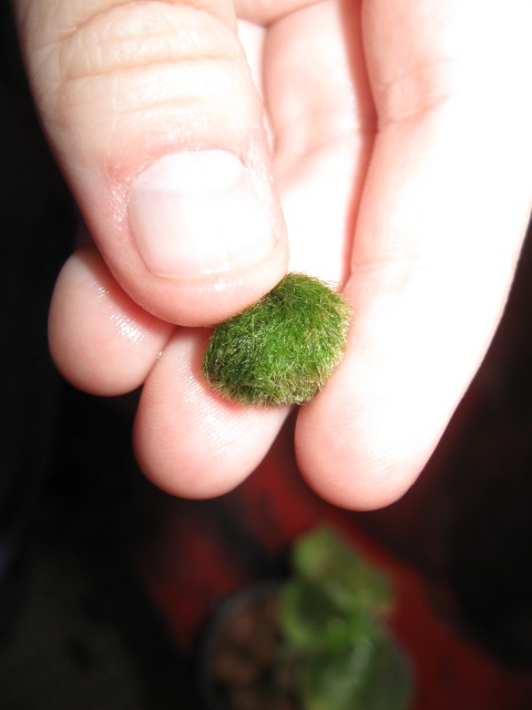A baby from a sick marimo, after being sat in fertilizer water for&hellip; like a week, I think.