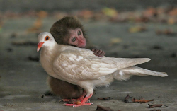 animal-factbook:  It is a little known fact that monkeys and birds are actually the best of friends. Here we have a monkey comforting a bird after she found out her boyfriend cheated on her.