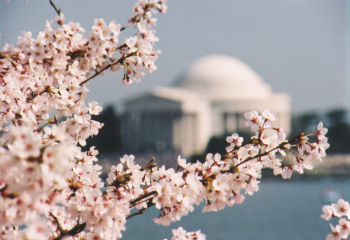 englishsnow:Washington DC cherry blossoms by Bill Holmes