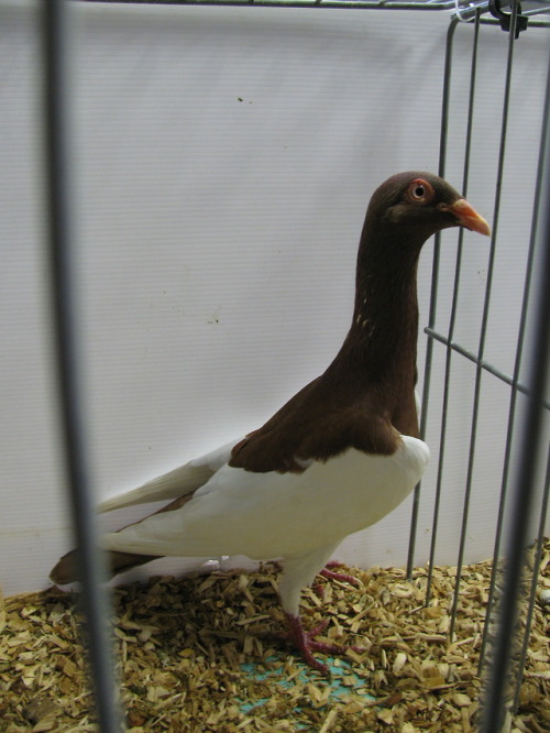 I went to a poultry show and saw this very tall pigeon.