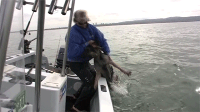 onlylolgifs:  German Shepherd gets too excited and jumps off boat towards dolphins
