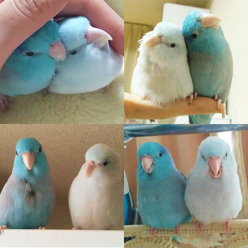 pastel-chaos:(・Θ・) an appreciation post of my two favorite birds on vine [x]
